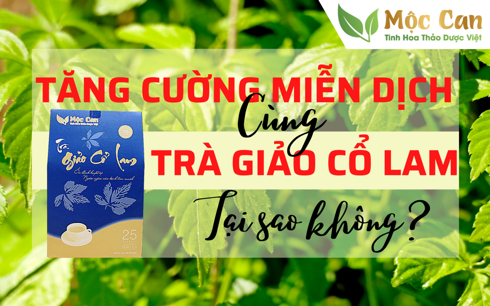 Tăng cường miễn dịch cùng trà Giảo cổ lam Mộc Can, tại sao không? 1